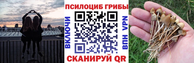 Купить  Поворино  Псилоцибиновые грибы Cubensis 